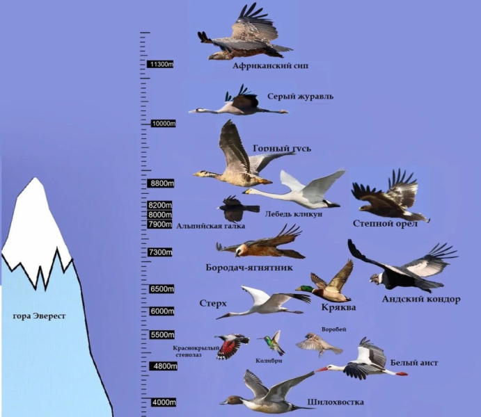 Самые высоко летающие птицы – список, высота, описание, фото и видео