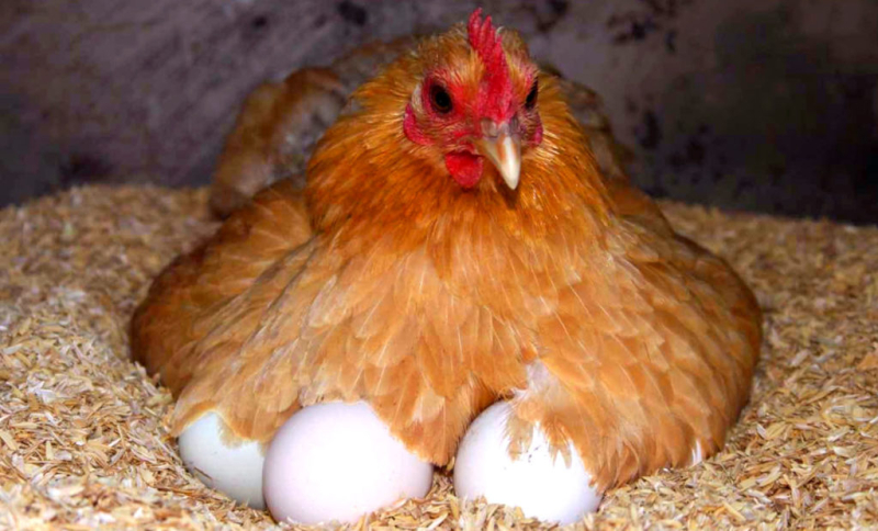 Как дышит цыпленок внутри яйца?